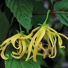 Huile essentielle d’ylang-ylang