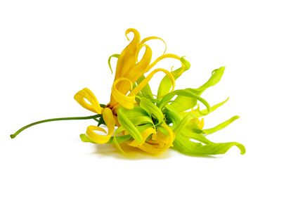 Huile essentielle de ylang