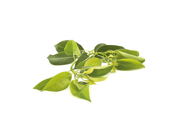 Ravintsara essential oil
