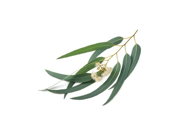 Citriodora essential oil