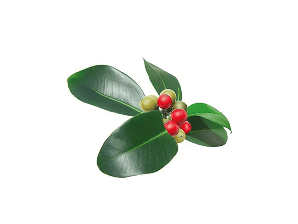 Mandravasarotra essential oil